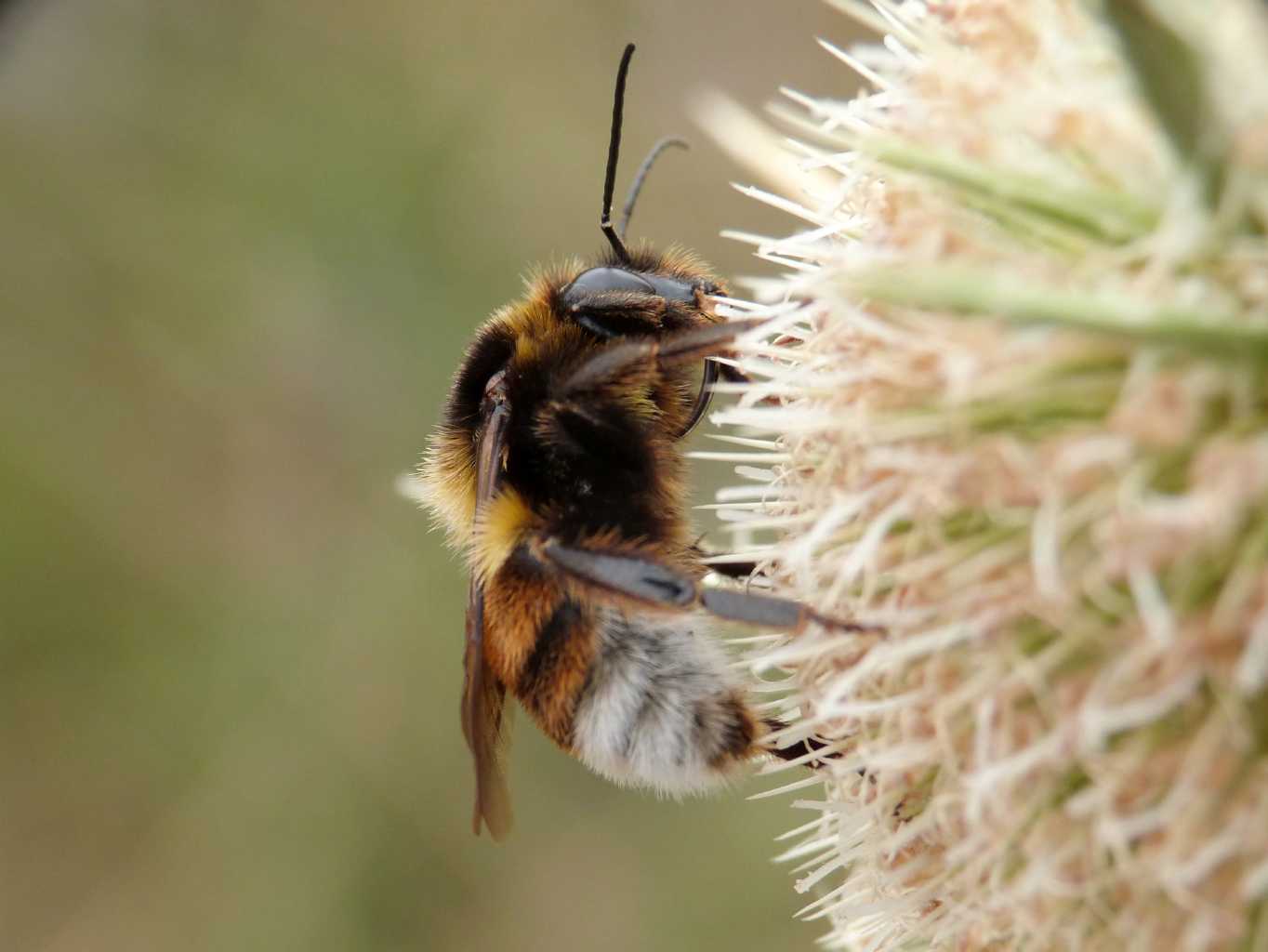 Concentrazione di maschi di Bombus ruderatus sardiniensis